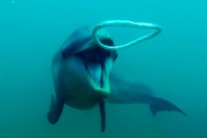 Dolphins React to Bizarre Bubbles | Ocean Giants | BBC Earth