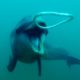 Dolphins React to Bizarre Bubbles | Ocean Giants | BBC Earth