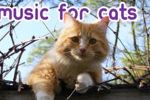 EXTREMELY Soothing Cat Therapy Music - Relax Your Cat!