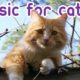 EXTREMELY Soothing Cat Therapy Music - Relax Your Cat!