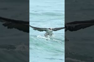 Eagle Attacks Video 2023 | 🦅 Most Amazing Moments Animal Fights! #eagles #shorts