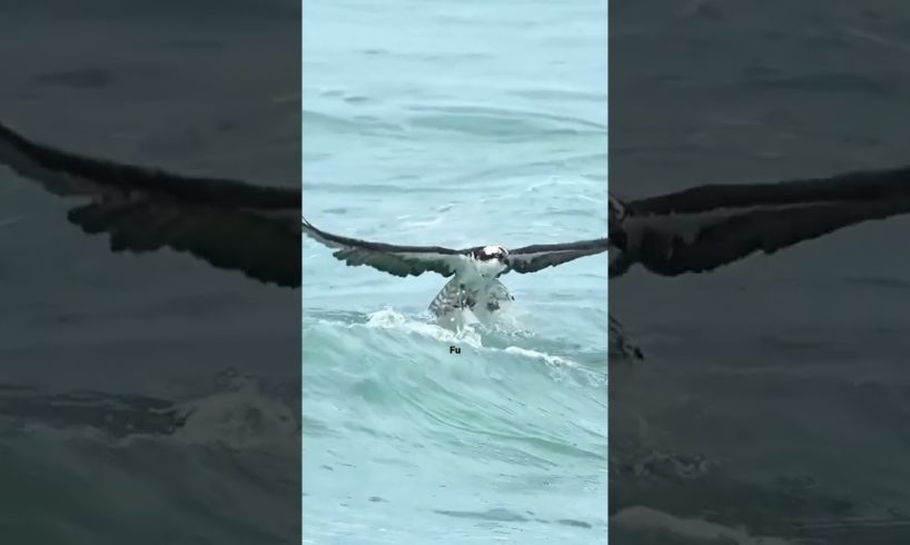 Eagle Attacks Video 2023 | 🦅 Most Amazing Moments Animal Fights! #eagles #shorts