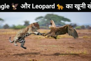 Eagle aur Leopard Ka Khuni Khel । Wild Animals Fights । Wild Animal Attack