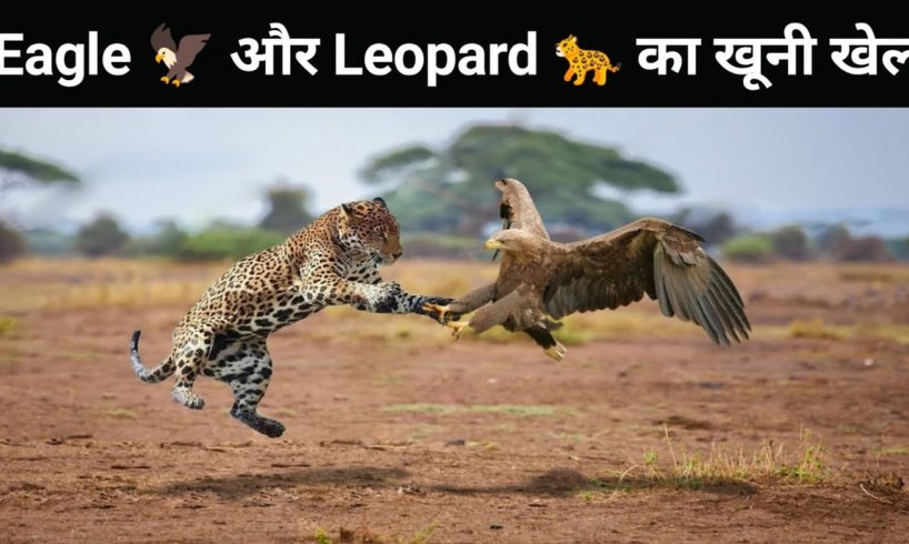 Eagle aur Leopard Ka Khuni Khel । Wild Animals Fights । Wild Animal Attack
