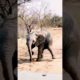 Elephant Baby playing with bubbles 😀  #elephant #baby #animals #short