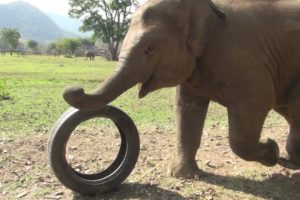 Elephant Kids Love Playing With All Of Their Toys