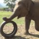 Elephant Kids Love Playing With All Of Their Toys