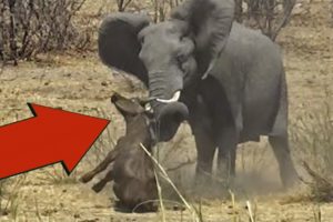 Elephant Killed Buffalo! Crazy Animal Battles Captured On Camera! Part 1