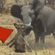 Elephant Killed Buffalo! Crazy Animal Battles Captured On Camera! Part 1