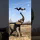 Elephant Launches Man Into Backflip | People Are Awesome #shorts
