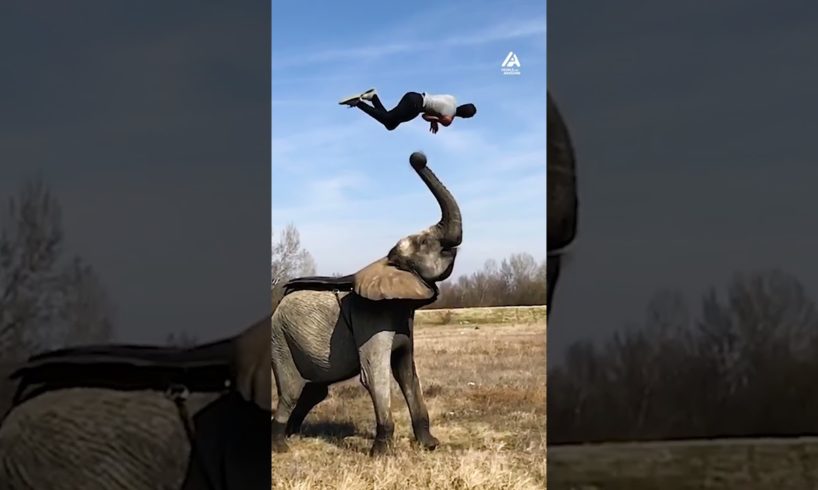 Elephant Launches Man Into Backflip | People Are Awesome #shorts