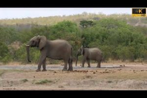 Elephant Vs Warthog Fight In National Park || Elephant fight video || Wart-Hog Fight