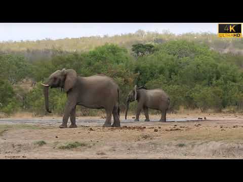 Elephant Vs Warthog Fight In National Park || Elephant fight video || Wart-Hog Fight