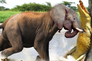 Elephant vs Crocodile - Craziest Animal Fights Caught on Camera