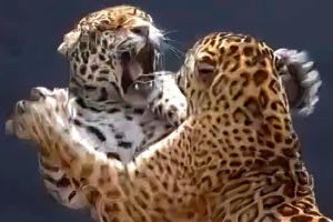 Epic Wildlife Battles Caught On Camera