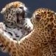 Epic Wildlife Battles Caught On Camera