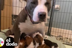 Esta familia acoge a una perrita que da a luz a 10 cachorros | El Dodo