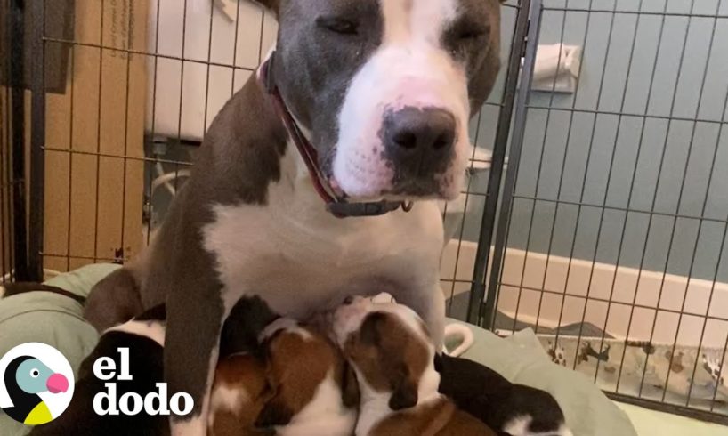Esta familia acoge a una perrita que da a luz a 10 cachorros | El Dodo