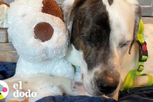 Este perro es la prueba de que el amor lo cura todo | El Dodo