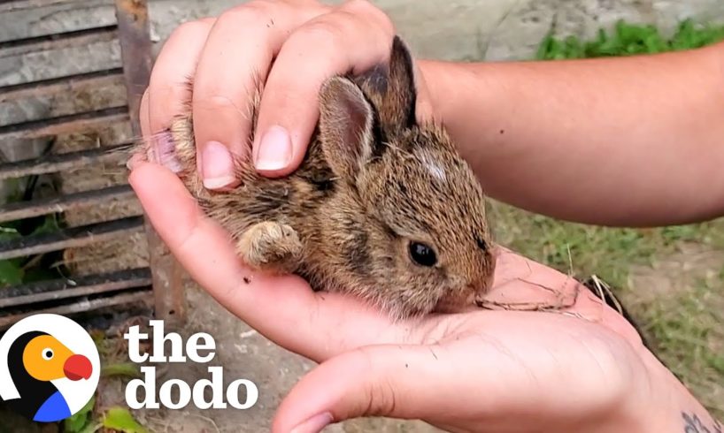 Family Of Tiny Bunnies Rescued From Storm Grate | The Dodo
