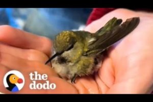 Family Rescues A Tiny Hummingbird Tangled In A Spiderweb | The Dodo
