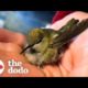 Family Rescues A Tiny Hummingbird Tangled In A Spiderweb | The Dodo
