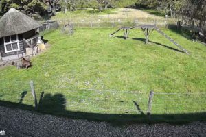 Farm Animals Protect Chicken Friend from Hawk Attack || Dogtooth Media