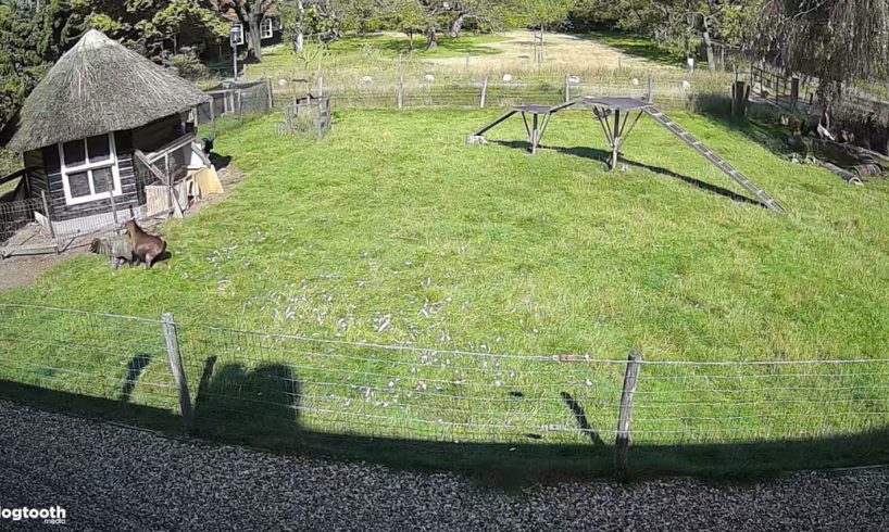 Farm Animals Protect Chicken Friend from Hawk Attack || Dogtooth Media