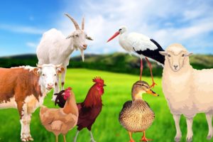 Farm animals part 5 - Chicken, goat, sheep, cow