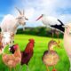 Farm animals part 5 - Chicken, goat, sheep, cow