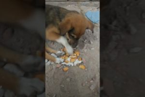 Feeding Hungry Stray Dog😔🙂Street Dogs Happiness 😇 #shorts #dog