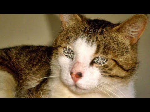 Feeding Miserable Stray CAT was Looking for eat Somethig! Animal Rescue 2023