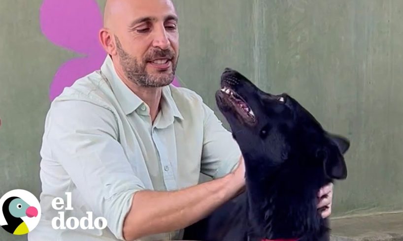 Fotógrafo dedica su vida a ayudar a los perros a ser adoptados | Dodo Héroes | El Dodo