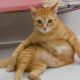 Funniest Dogs And Cats Videos that’ll make you laugh - Funny Animal Videos 2023 😂