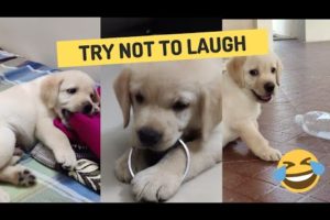 Funniest and Cutest Puppy Playing 😂| Compilation of Labrador Puppy Playing and Enjoying