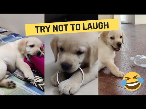 Funniest and Cutest Puppy Playing 😂| Compilation of Labrador Puppy Playing and Enjoying