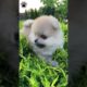 Funniest and Cutest Pups #shoets #viral #viralshorts #puppies #puppy #pups