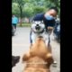 Funny Animals Video 😂 Try Not To Laugh 🤣 Part 2 #shorts