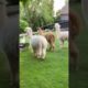 Funny Animals #shorts #shortsvideo #funnyanimals #funnyvideos