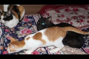 🤣Funny Animals video 😃Kittens and Cats When Owners Sleep: Hilarious  Moments Caught On Camera