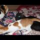 🤣Funny Animals video 😃Kittens and Cats When Owners Sleep: Hilarious  Moments Caught On Camera