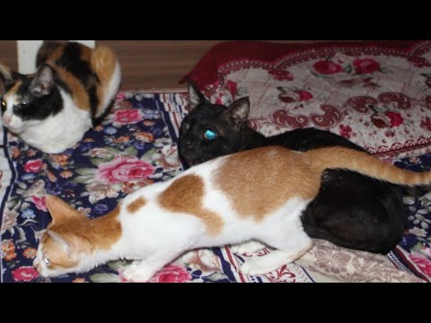 🤣Funny Animals video 😃Kittens and Cats When Owners Sleep: Hilarious  Moments Caught On Camera