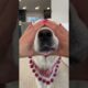 Funny Dogs of TikTok Compilation 😘😍😍 Cutest Puppies 😂😂 🙌