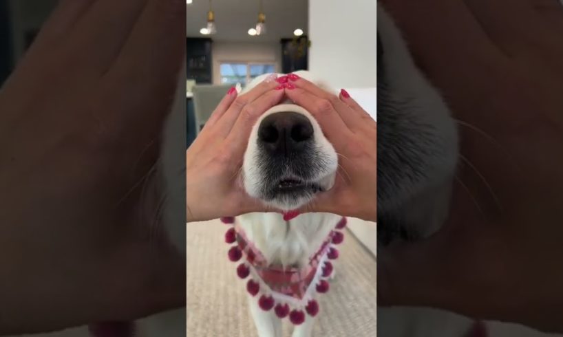 Funny Dogs of TikTok Compilation 😘😍😍 Cutest Puppies 😂😂 🙌