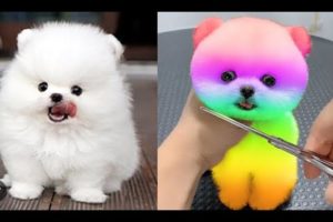 Funny and Cute Pomeranian Viedos #4 | Cutest Puppies 😍