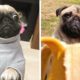 😍Funny and Cute Pug Puppies that Make you Happy to Watch Every Day🐶| Cutest Puppies