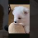 Funny and cute puppies . A beautiful moment #1259 - #shorts