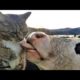 Funny animals - Funny cats / dogs - Funny animal videos 270