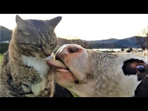 Funny animals - Funny cats / dogs - Funny animal videos 270