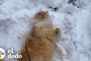 Gato obsesionado con la nieve le ruega a su mamá que salgan a la calle | Cat Crazy | El Dodo